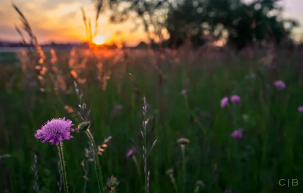 Picture greens, grass, the sun, macro, sunset, flowers, nature, blur