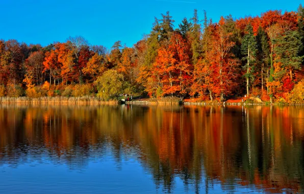Autumn, forest, trees, pond, Park, reflection, people