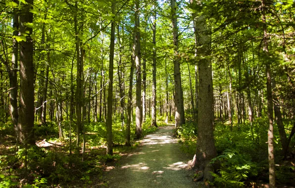 Picture Canada, Quebec, urban forest