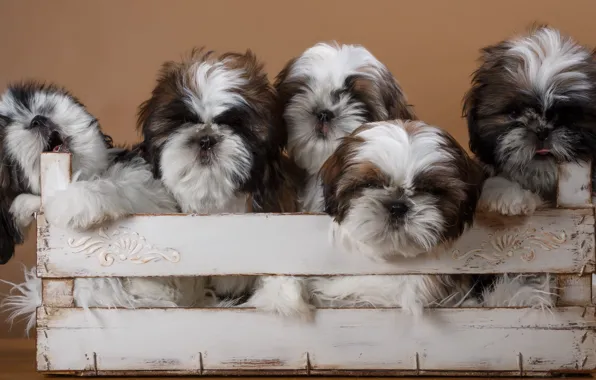 Picture puppies, box, breed, quintet