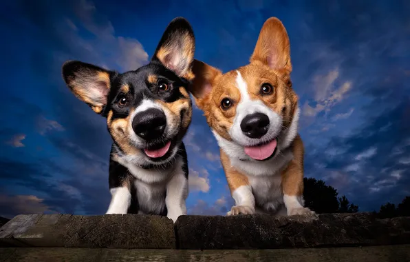 Dogs, look, nature, pose, friends, faces