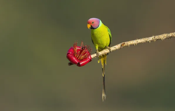 Flower, red, pose, green, background, bird, branch, parrot
