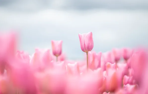 Field, the sky, drops, flowers, blur, spring, tulips, gentle