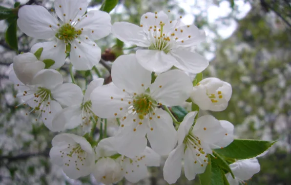 Picture trees, flowers, cherry, spring