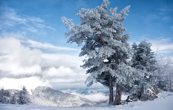 The sky, Winter, Tree