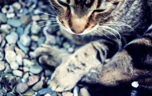 Picture cat, mustache, background, legs, Koshak, Tomcat