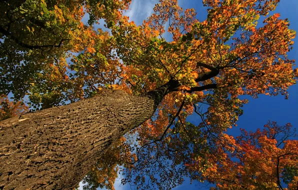 Picture autumn, the sky, leaves, tree, trunk, crown