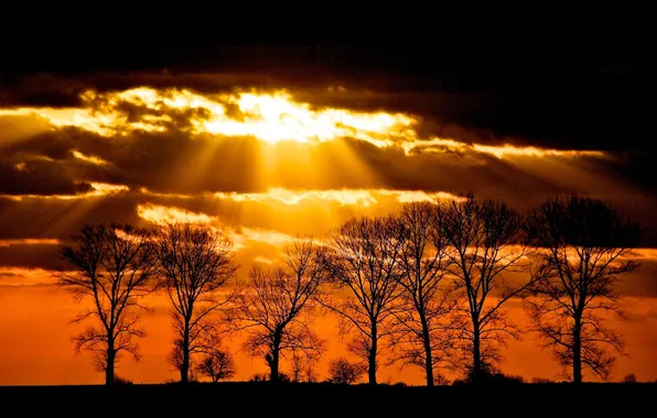 Picture the sky, rays, trees, sunset, clouds, silhouette