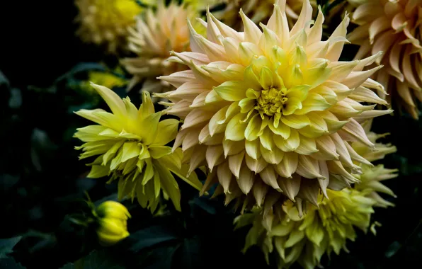 Flowers, yellow, dahlias, cactus