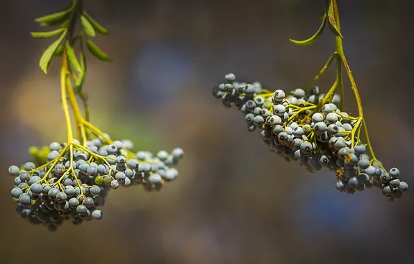 Picture autumn, berries, bunch