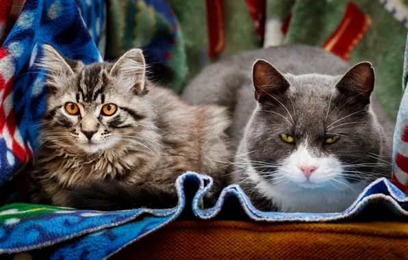 Picture cat, cat, look, two, portrait, pair, two cats, two cats