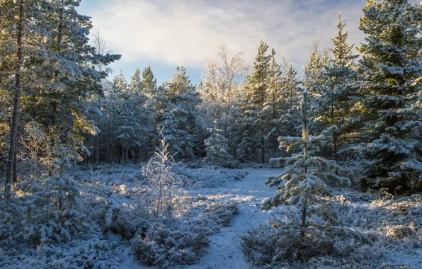 Picture forest, snow, trees, nature