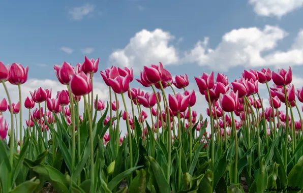 Summer, tulips, the sky.