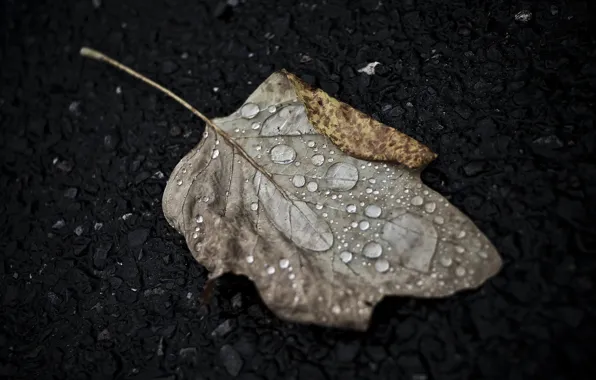 Picture autumn, drops, macro, sheet