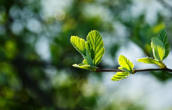 Picture macro, glare, background, foliage, branch, spring, beautiful, green