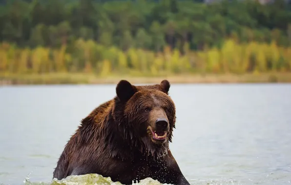 Autumn, look, nature, pose, bear, bear, face, brown