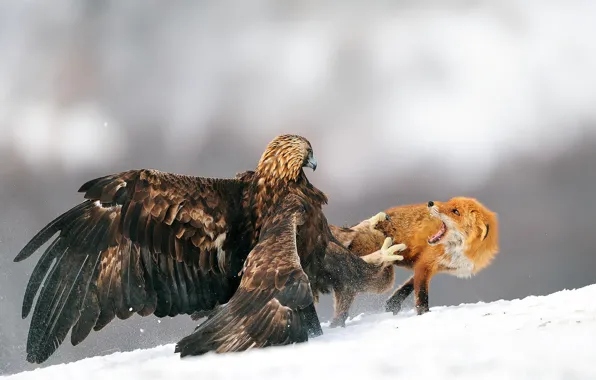 Winter, snow, bird, eagle, Fox, eagle, battle