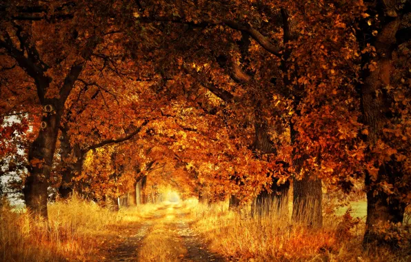 Picture road, autumn, forest, Park, branch, foliage, alley, path