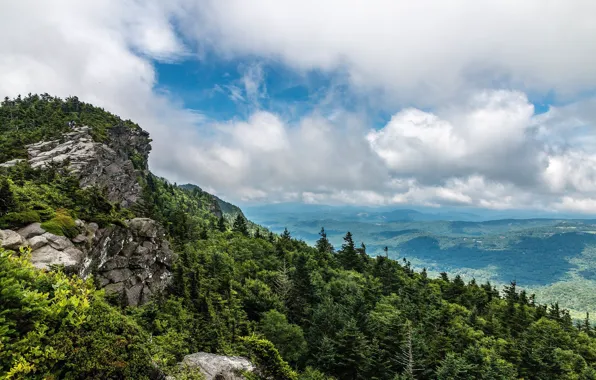 Forest, Panorama, Landscape