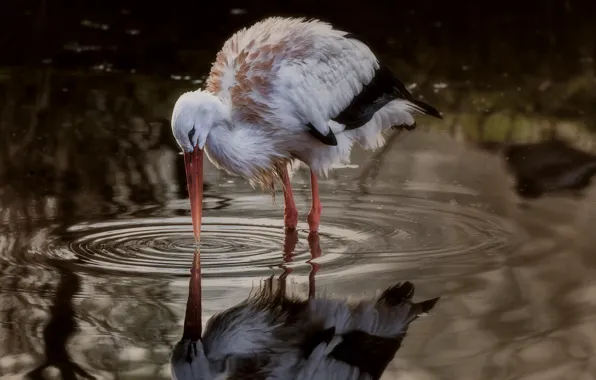 Bird, puddle, stork