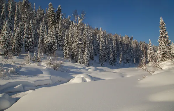 Picture winter, forest, snow, trees, ate, the snow, Russia, taiga