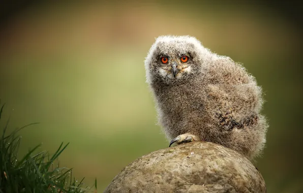 Grass, look, owl, bird, stone, chick, green background, owlet