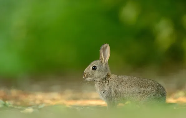 Grass, look, nature, grey, glade, hare, rabbit, muzzle