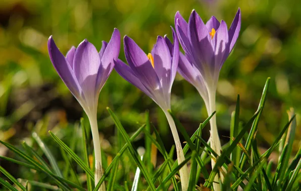 Grass, light, flowers, spring, crocuses, three, trio, lilac