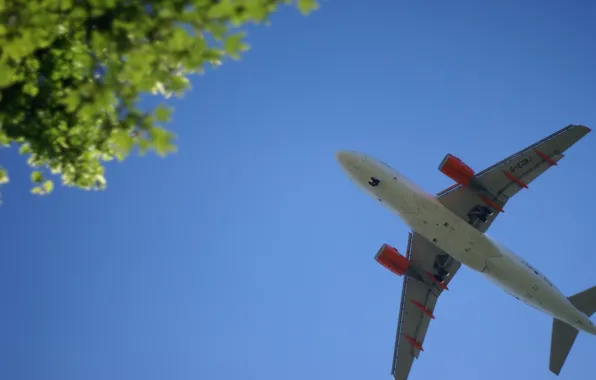 The sky, aviation, tree, blur, the plane