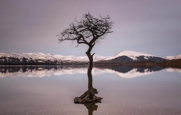 Picture the sky, snow, mountains, lake, reflection, tree, branch, mirror