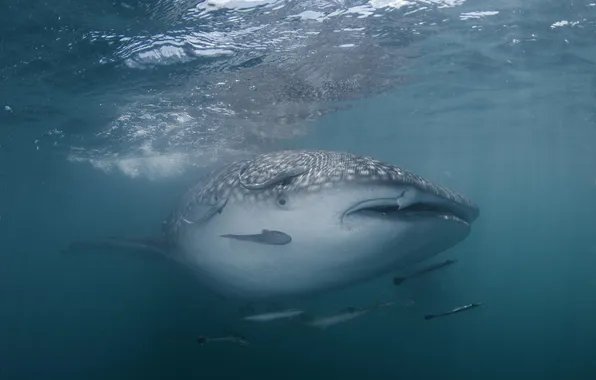 Picture the ocean, fish, shark, underwater world, the whale shark