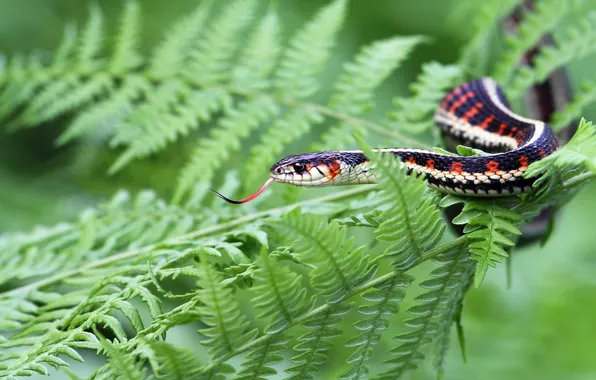 Fern, garden too, A garter snake