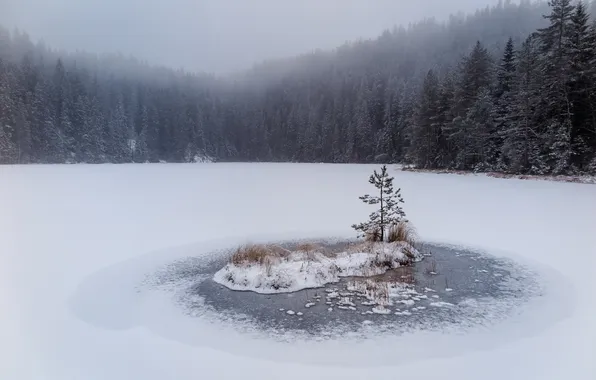 Winter, forest, mountains, lake