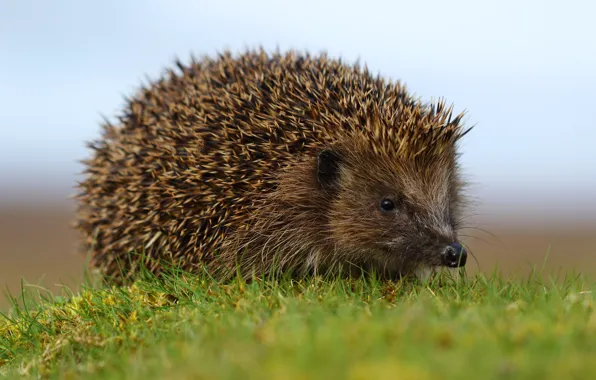 Grass, glade, muzzle, hedgehog, hedgehog