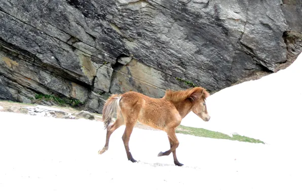 Ice, horse, suhart, icy horse