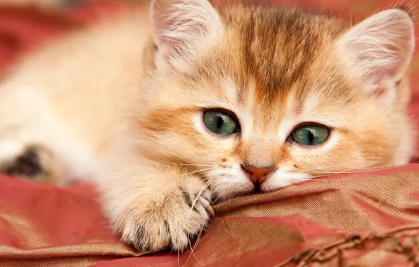 Cat, look, pose, kitty, portrait, red, fabric, lies