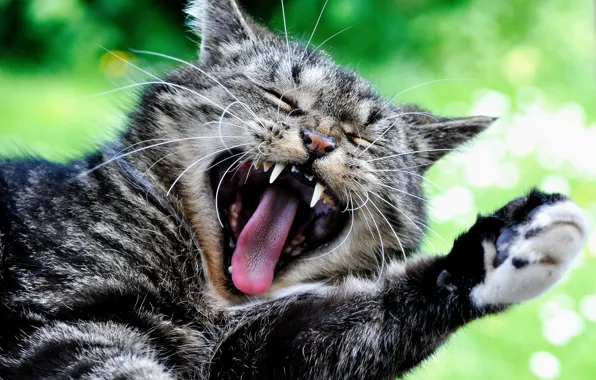 Cat, cat, paw, face, yawn, cat