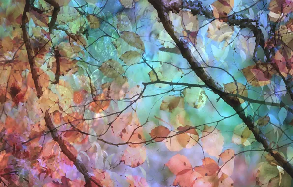 Forest, nature, color