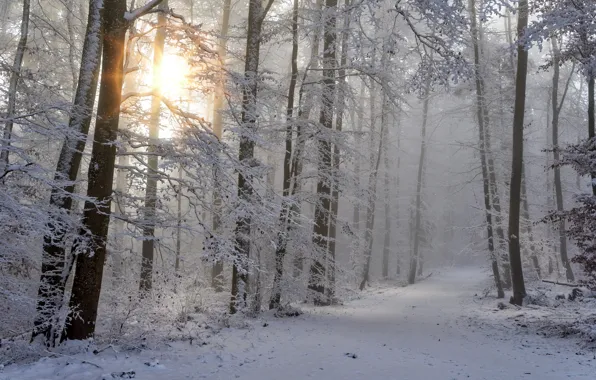 Winter, frost, road, forest, the sun, light, snow, trees