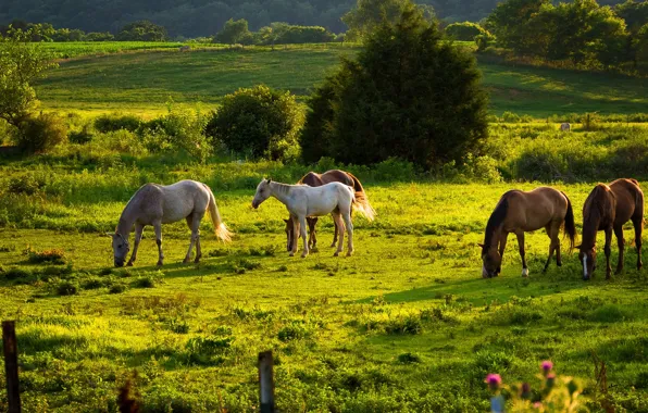 Picture trees, horse, meadow