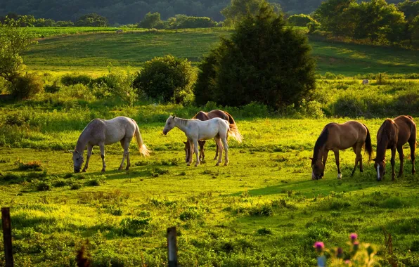 Trees, horse, meadow