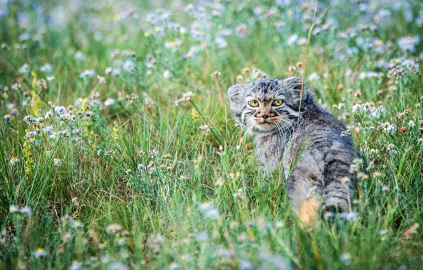 Flowers, the steppe, small, meadow, kitty, manul