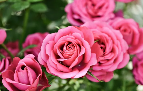 Picture Bokeh, Bokeh, Pink roses, Pink roses