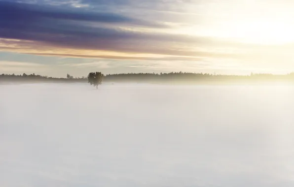 Picture field, forest, clouds, light, snow, fog, tree, dawn