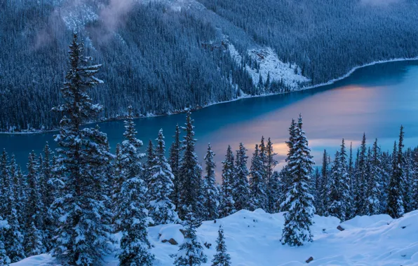 Nature, Winter, Trees, Snow, Banff National Park, Canada, Peyto Lake