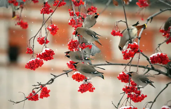 Picture birds, branches, red, Rowan, waxwings, swistel