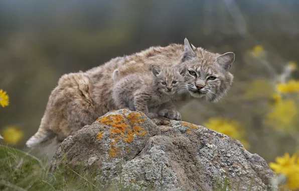 Picture nature, stone, Lynx, a small lynx