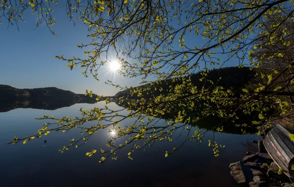 Greens, leaves, the sun, light, branches, reflection, blue, shore