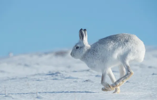 Picture winter, snow, jump, hare, the snow, profile, blue sky