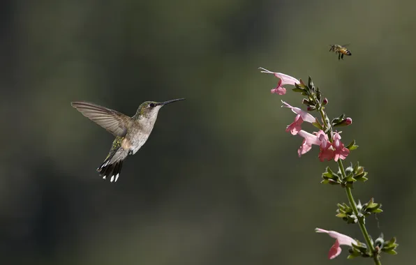Picture greens, flower, bee, pink, bird, Hummingbird, insect